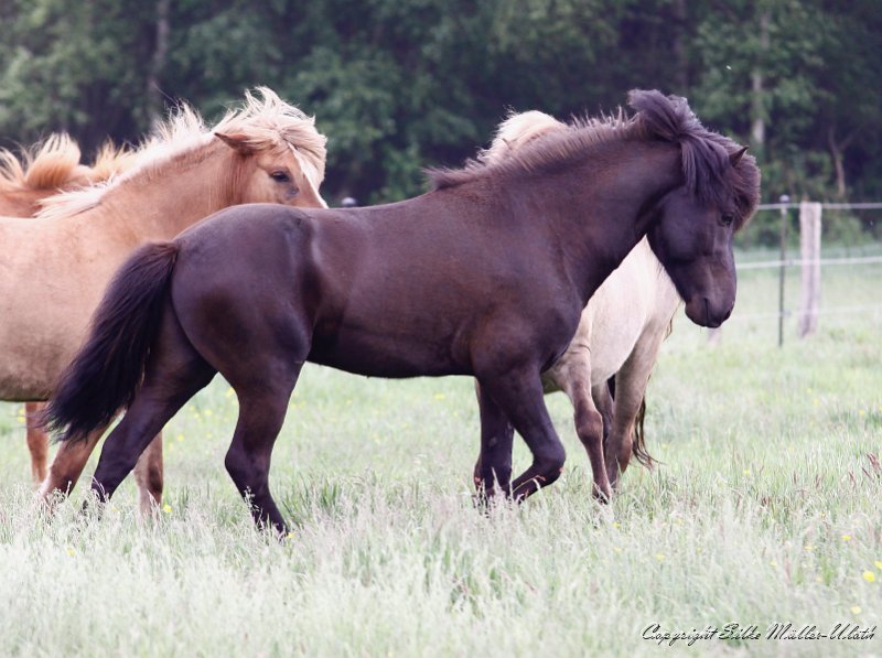 Alvar 20110528 c.jpg - Alvar fra Stora-Hofi